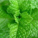 Menta