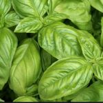 Albahaca