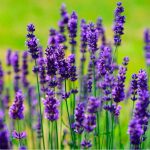 Lavanda