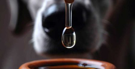 blog-aromaterapia-perruna