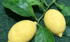 lemonage1